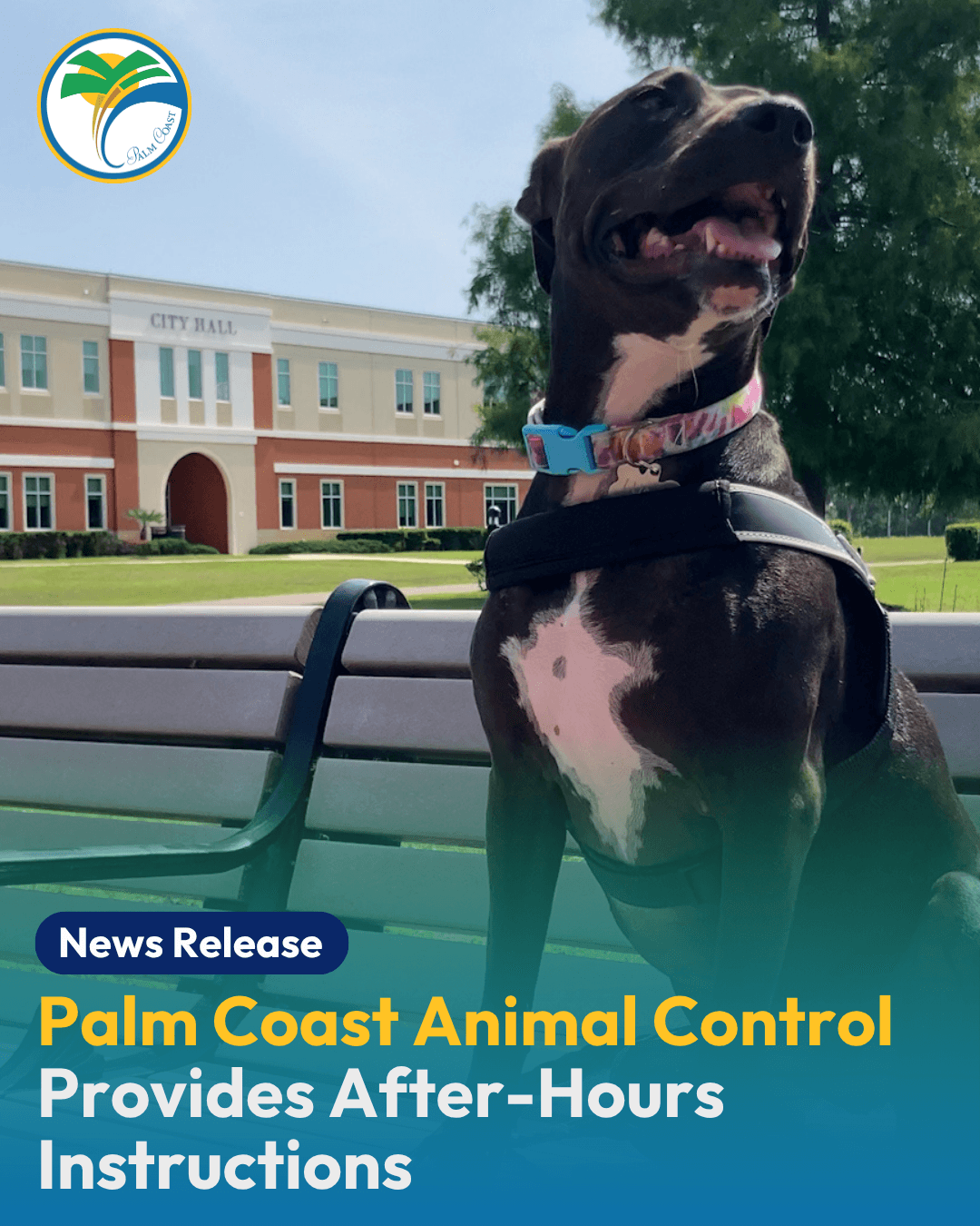City of Palm Coast Animal Control Provides After-Hours Instructions