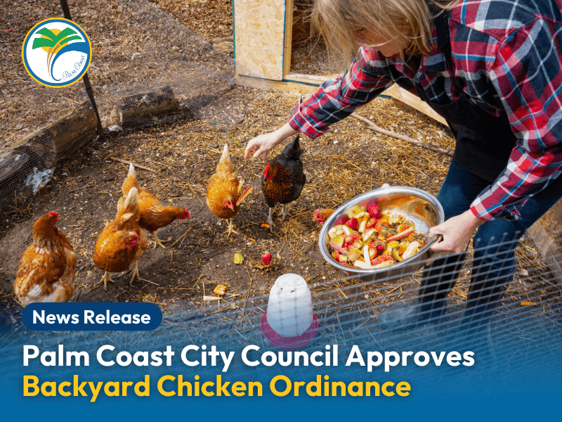 Palm Coast City Council Approves Backyard Chicken Ordinance