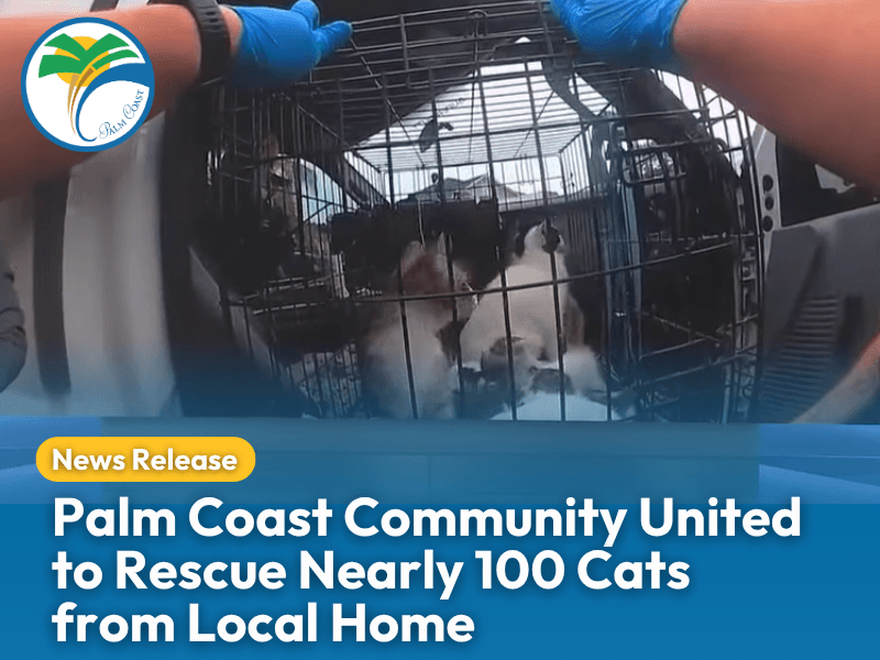 Palm Coast Community United to Rescue Nearly 100 Cats from Local Home